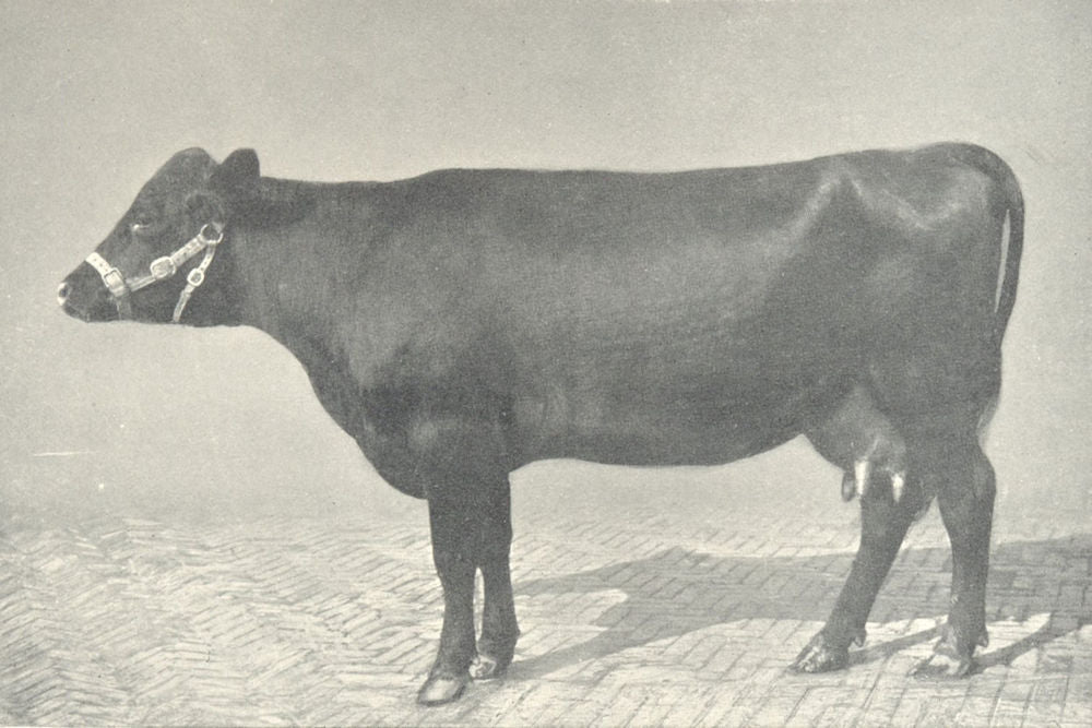 RED POLLED COW.
